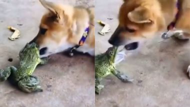 Viral Video: छोटे से मेंढक और कुत्ते के बीच हुई भयंकर लड़ाई, फिर जो हुआ...देखकर हंसी नहीं रोक पाएंगे आप