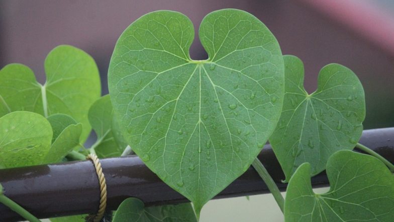 Giloy Benefits: पूरी तरह से सुरक्षित जड़ी-बूटी है गिलोय, आयुष मंत्रालय ने लीवर खराब होने के दावे को बताया गलत