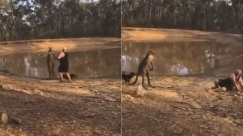 कुत्ते की जान बचाने के लिए पहुंचा शख्स, तभी कंगारू ने मारी एक जोरदार किक... Viral Video देख हैरान हो जाएंगे आप