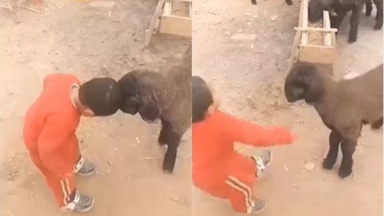 Funny Viral Video: भेड़ संग मासूम बच्चे ने ले लिया पंगा, जानवर ने मारा ऐसा जबरदस्त धक्का कि... देखें वीडियो