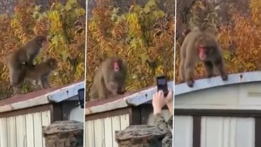 Monkey Romance Video: बंदर और बंदरिया की संबंध बनाते वीडियो शूट कर रहा था शख्स, बंदर को आया गुस्सा उसने कर दी खटिया खड़ी