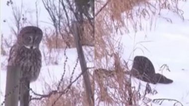 पंख फैलाकर उल्लू ने भरी उड़ान, ऊंचाई पर जाने के बजाय जमीन पर बिछी बर्फ की सफेद चादर पर गिरा धड़ाम (Watch Viral Video)