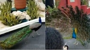 Peacock Viral Video: लड़की के कहने पर मोर ने फैलाए अपने पंख, इस खूबसूरत नजारे को देखकर बन जाएगा आपका दिन