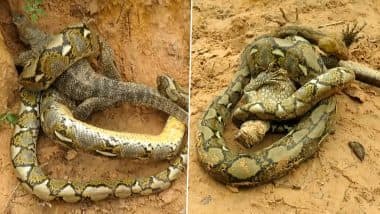 Python Vs Gohata: जंगल में विशालकाय अजगर और गोहाटा के बीच छिड़ी जंग, वायरल वीडियो में देखें क्या हुआ इसका अंजाम