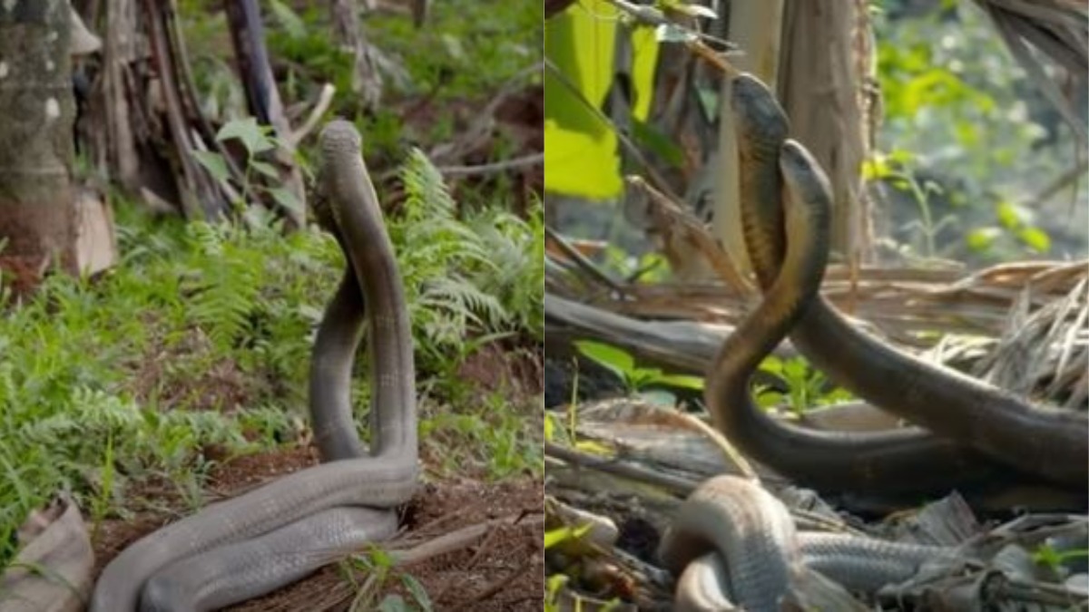 King Cobra Viral Video: जब दो किंग कोबरा का हुआ आमना-सामना, दोनों के बीच  शुरु हुई जबरदस्त लड़ाई और फिर... | 👍 LatestLY हिन्दी