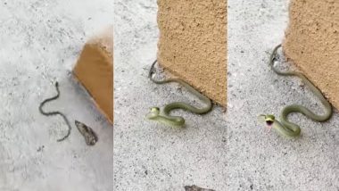 Snake Viral Video: जमीन पर तेजी से रेंगता दिखा नन्हा सांप, डिस्टर्ब किए जाने पर गुस्से में ऐसे दिखाए अपने तेवर
