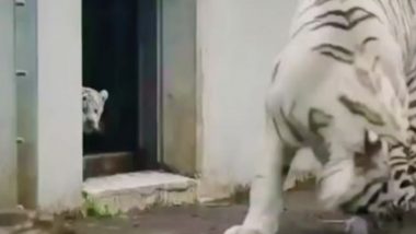 बाघिन के साथ छोटे शावक की लुका-छुपी, पीछे से आकर नन्हे बाघ के धप्पा देने के क्यूट अंदाज ने जीता लोगों का दिल (Watch Viral Video)