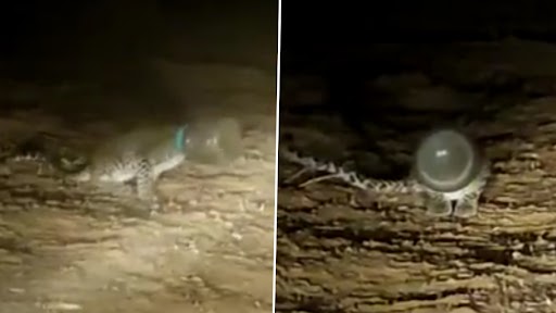 Viral Video: ठाणे में तेंदुए के शावक के सिर में फंसा प्लास्टिक कंटेनर, वन अधिकारियों ने किया रेस्क्यू, देखें वीडियो