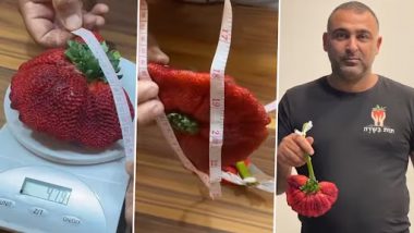 World's Heaviest Strawberry: इजरायली आदमी ने उगाई दुनिया की सबसे बड़ी स्ट्राबेरी, तोड़ा रिकॉर्ड, देखें वीडियो