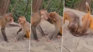 Monkey Kissing Viral Video: बंदर ने अपनी पार्टनर के साथ की इंटेंस किसिंग, वीडियो देख आप भी कहेंगे- 'वाह बेटा'