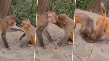 Monkey Kissing Video: बंदर ने अपनी पार्टनर के साथ की Intense Kiss, वीडियो देख आप भी कहेंगे- 'वाह बेटा'