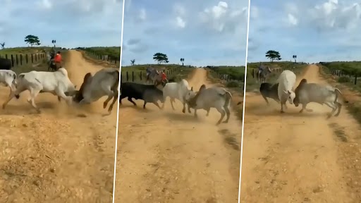 Bull Fight: दो बैलों के बीच हो रही थी जबरदस्त लड़ाई, तीसरे ने आकर किया बीच बचाव, उसके बाद जो हुआ...देखें वीडियो