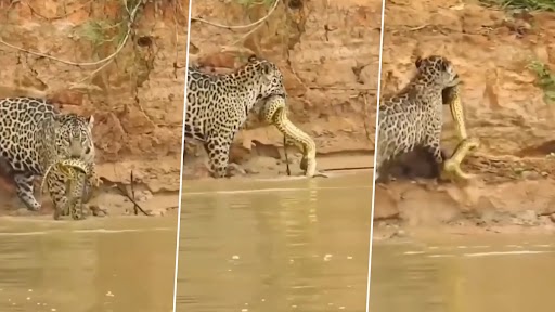 Python Bites Leopard: अजगर ने काटा तेंदुए के बच्चे को, उसके बाद गुस्से में जानवर ने किया कुछ ऐसा