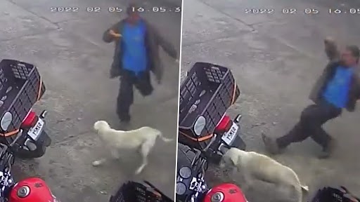 Perfect Karma: कुत्ते को लात से मारने की कोशिश कर रहा था शख्स, गिरा धड़ाम, देखें वीडियो