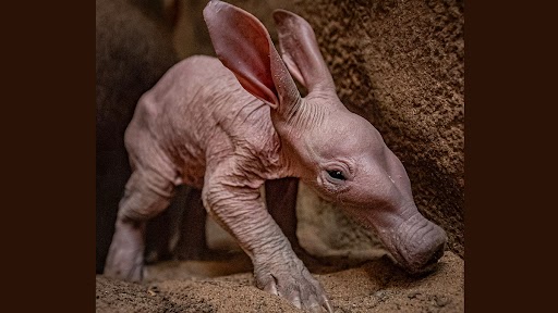 ब्रिटेन के चिड़ियाघर में 90 साल बाद जन्मा स्तनपायी जानवर Aardvark, डॉबी रखा गया नाम