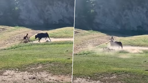  कैलिफोर्निया में माउंटेन बाइकर पर सांड ने कर दिया हमला, भयानक वीडियो वायरल