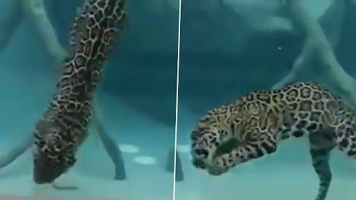 Jaguar Hunted in Water: जैगुआर ने पानी के अंदर तैरते हुए किया शिकार, वीडियो देख हो जाएंगे दंग