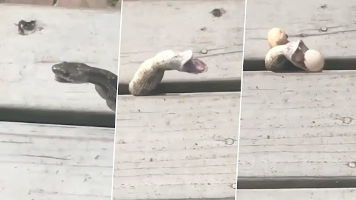 Snake Video: छोटे से छेद में घुसने के लिए सांप ने खाए हुए अंडों को उगला, देखें वीडियो