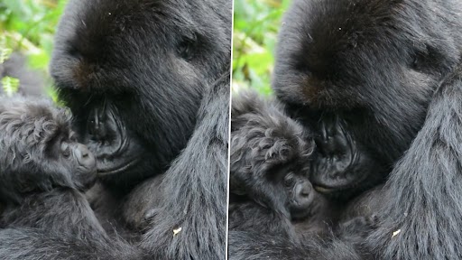 Viral Video: मां गोरिल्ला आराम कर सके इसलिए Gorilla वोलंटियर ने की बच्चे की देखभाल, देखें क्यूट वीडियो