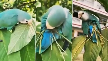 Viral Video: घोसला बनाने के लिए पत्तियों के तनों को सहेजते हुए इस पक्षी का क्लिप वायरल, वीडियो आपको कर देगा मंत्रमुग्ध