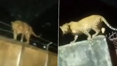 Leopard Video: दीवारों पर लगी खतरनाक तार को बड़ी ही चतुराई से तेंदुए ने किया पार, वीडियो हुआ वायरल