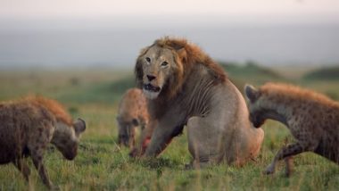 20 Hyenas Attack a Lion: लकड़बग्घों के झुंड ने किया अकेले शेर पर हमला, आगे जो हुआ देखें वीडियो