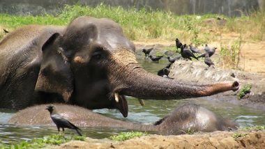 Mumbai Zoo is Reopening: 10 फरवरी से मुंबई का चिड़ियाघर पर्यटकों के लिए फिर खुलेगा, यहां पढ़ें पूरी डिटेल्स
