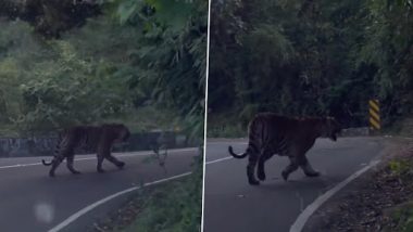Tiger on National Highway: तमिलनाडु में नेशनल हाइवे पर टहलते हुए दिखा टाइगर, नेटीजंस ने कहा क्या ठाट है, देखें वीडियो