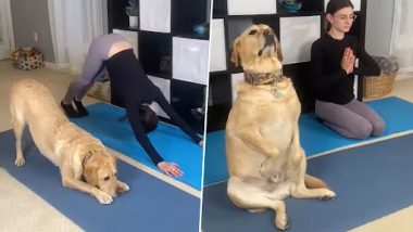 Dog Doing Yoga: अपने मालिक के साथ योगा करते कुत्ते का क्यूट क्लिप वायरल, वीडियो देख बन जाएगा दिन