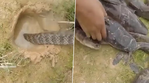 Snake Video: मछली पकड़ने के लिए शख्स ने बिल में छोड़ा सांप, उसके बाद जो हुआ...देखें वीडियो
