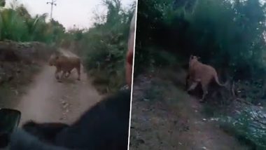 Viral Video: गुजरात के गिर में रोड पर स्कूटर सवार पर शख्स के पास पहुंची शेरनी, आगे क्या हुआ...देखें वीडियो