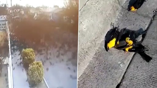 Viral Video: उत्तरी मेक्सिको में सैकड़ों मृत पक्षी का रहस्यमय ढंग से आकाश से गिरते हुए क्लिप वायरल, देखें भयावह वीडियो