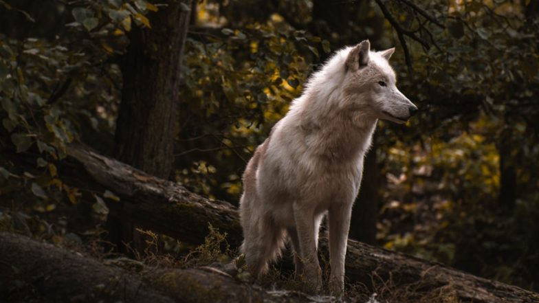 Wolves Use Human Route: चालाक भेड़िये अपने शिकार तक पहुंचने के लिए करते हैं इंसानों द्वारा बनाए रास्तों का इस्तेमाल