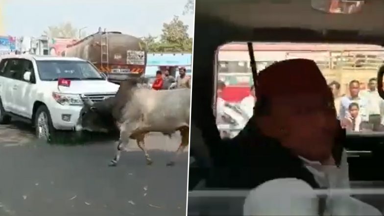 UP: जब सीतापुर में अखिलेश यादव की गाड़ी के सामने आ गया सांड, फिर क्या हुआ.. देखें वीडियो