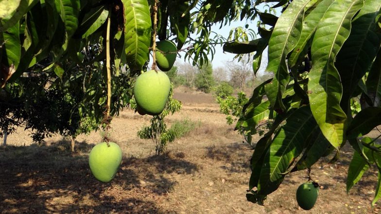 कड़ाके की सर्दी से होगी आम की फसल में देरी, घटेगी पैदावार