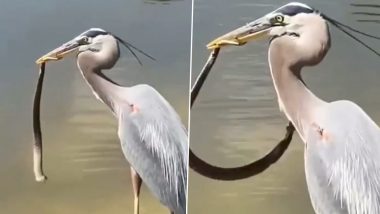 Viral Video: झपट्टा मारकर पक्षी ने किया सांप का शिकार, जान बचाने के लिए तड़पते दिखे नागराज