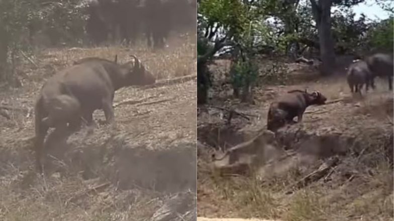Viral Video: भैंस को अपना शिकार बनाने चले थे कई शेर, लेकिन हुआ कुछ ऐसा कि लौटना पड़ा खाली हाथ