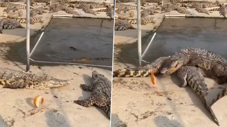 मछली को अपना निवाला बनाना चाहता था मगरमच्छ, लेकिन तभी उसके दोस्तों ने सारे किए कराए पर फेर दिया पानी (Watch Viral Video)