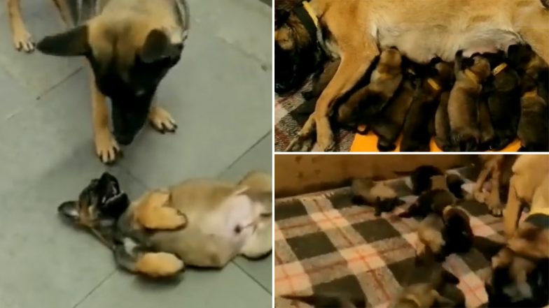 ITBP को मिले 13 नन्हे फाइटर पिल्ले, K9 योद्धा फीमेल डॉग्स जूली और ओक्साना ने इस हफ्ते दिया जन्म (Watch Video)