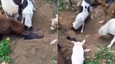 कुत्ते की मौत के बाद उसके साथियों ने किया अंतिम संस्कार, भावुक होकर कुछ इस तरह से दी विदाई (Watch Viral Video)