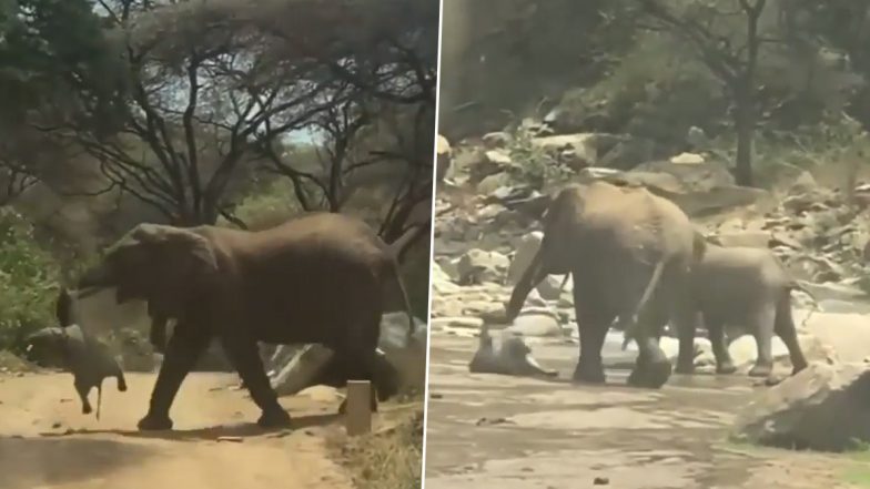Viral Video: अपने मृत बच्चे को सूंड से उठाकर अंतिम संस्कार के लिए ले गई हथिनी, इमोशनल कर देने वाला वीडियो हुआ वायरल