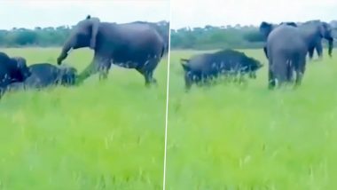 भैंस को रास नहीं आई हाथी की मस्ती, देखते ही देखते दोनों के बीच शुरू हो गई जबरदस्त लड़ाई (Watch Viral Video)