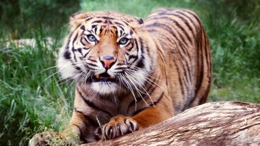 Madhya Pradesh: करंट लगने से बाघ की मौत, चार लोग गिरफ्तार