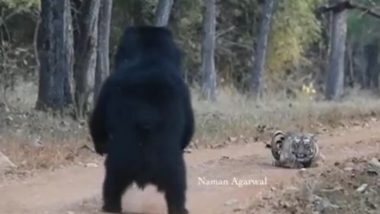 जब बीच सड़क पर बैठकर बाघ ने रोका भालू का रास्ता, फिर हुआ कुछ ऐसा... Viral Video देख नहीं होगा आंखों पर यकीन
