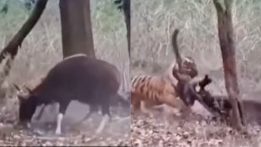 धोखेबाज दोस्त! मदद करने के बजाय भैंस ने अपने साथी को कर दिया बाघ के हवाले, फिर जो हुआ... (Watch Viral Video)