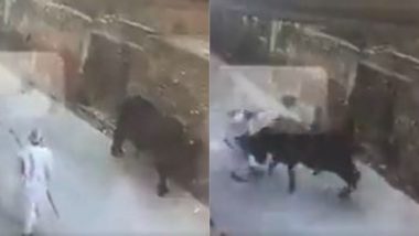 सड़क पर खड़ी गाय पर लाठी से किया बुजुर्ग ने हमला, जानवर ने पलटकर ऐसे सिखाया सबक (Watch Viral Video)