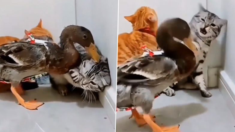 Funny Viral Video: बत्तख ने बिल्ली मौसी को चोंच मारकर किया परेशान, मिला ऐसा सबक कि भुलाए नहीं भूल पाएगा