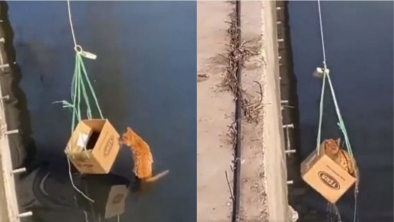 Cat Viral Video: पानी में गिरी बिल्ली के लिए मसीहा बना शख्स, गजब का जुगाड़ लगाकर बचाई उसकी जान