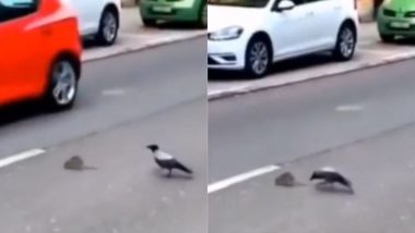 गाड़ियों का आवाजाही के बीच सड़क पर चल रहा था चूहा, कौए ने ऐसे बचाई उसकी जान (Watch Viral Video)