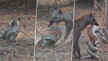 Viral Video: नन्हे हिरण को निवाला बनाने की कोशिश कर रहा था विशालकाय अजगर, तभी लकड़बग्घे ने आकर किया कुछ ऐसा...